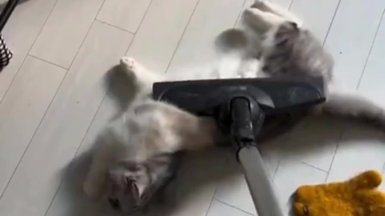 Vacuuming the cat