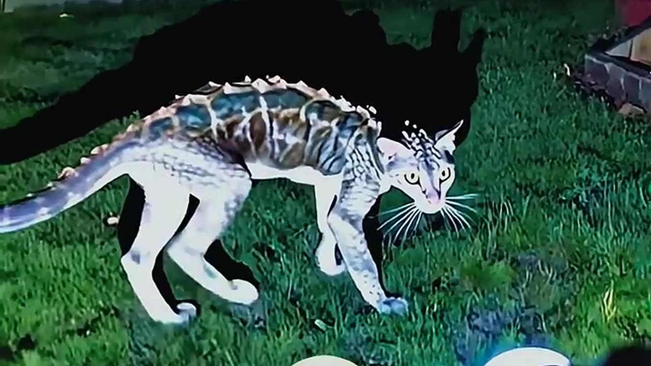 Cat Can't Be Scary But... 🐱😱💀 #cat #scarycats #cutecat #viral #edit #trolledit #tranding #foryou