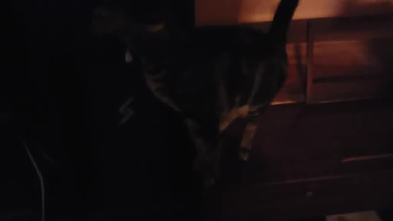 Brother Cat Always Does This When I'm Late (December 7, 2024)