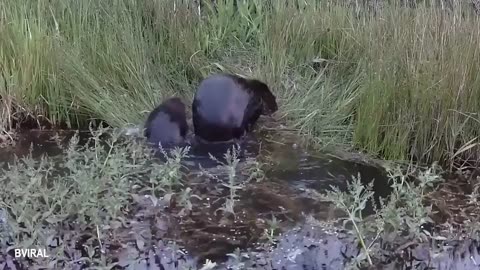 Animals Are The CUTEST in the World 🤣 Funny ANIMALS Video 2025