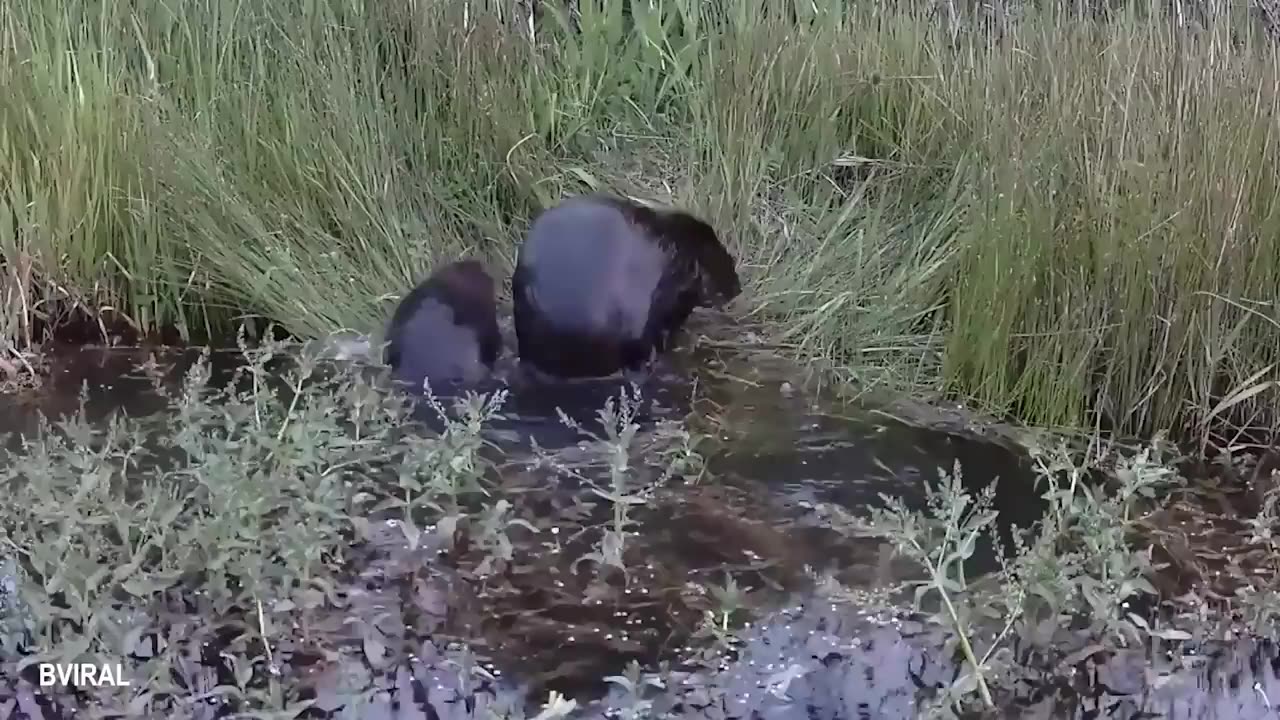 Animals Are The CUTEST in the World 🤣 Funny ANIMALS Video 2025