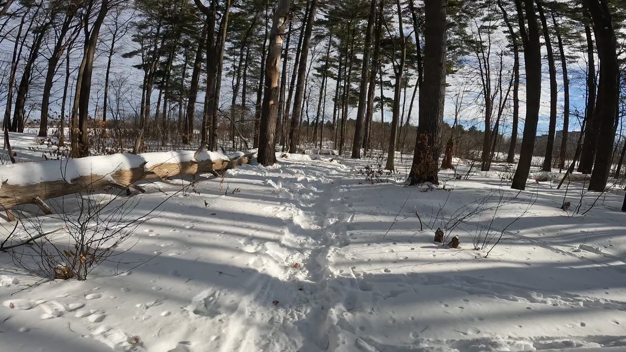 ❄️2025☃️-31🎿 Winter Edition Hiking Mud Lake Trails Part 2 In Ottawa Ontario🍁Canada 🦧