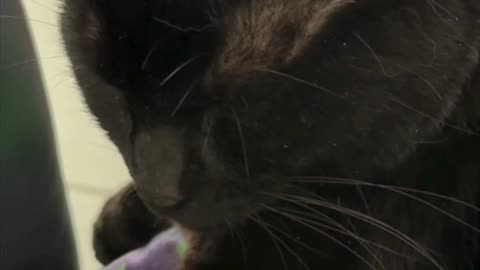 Cute Precious Piper Falls Asleep with Her Head Up - My Adopted Shelter Cat Vlog #shorts