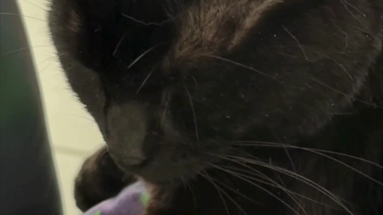 Cute Precious Piper Falls Asleep with Her Head Up - My Adopted Shelter Cat Vlog #shorts