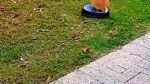 Dog and cat encounter tiger