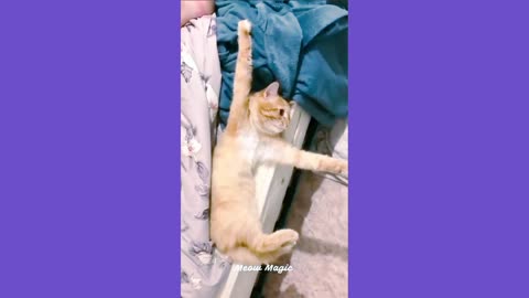 cute cats funny video