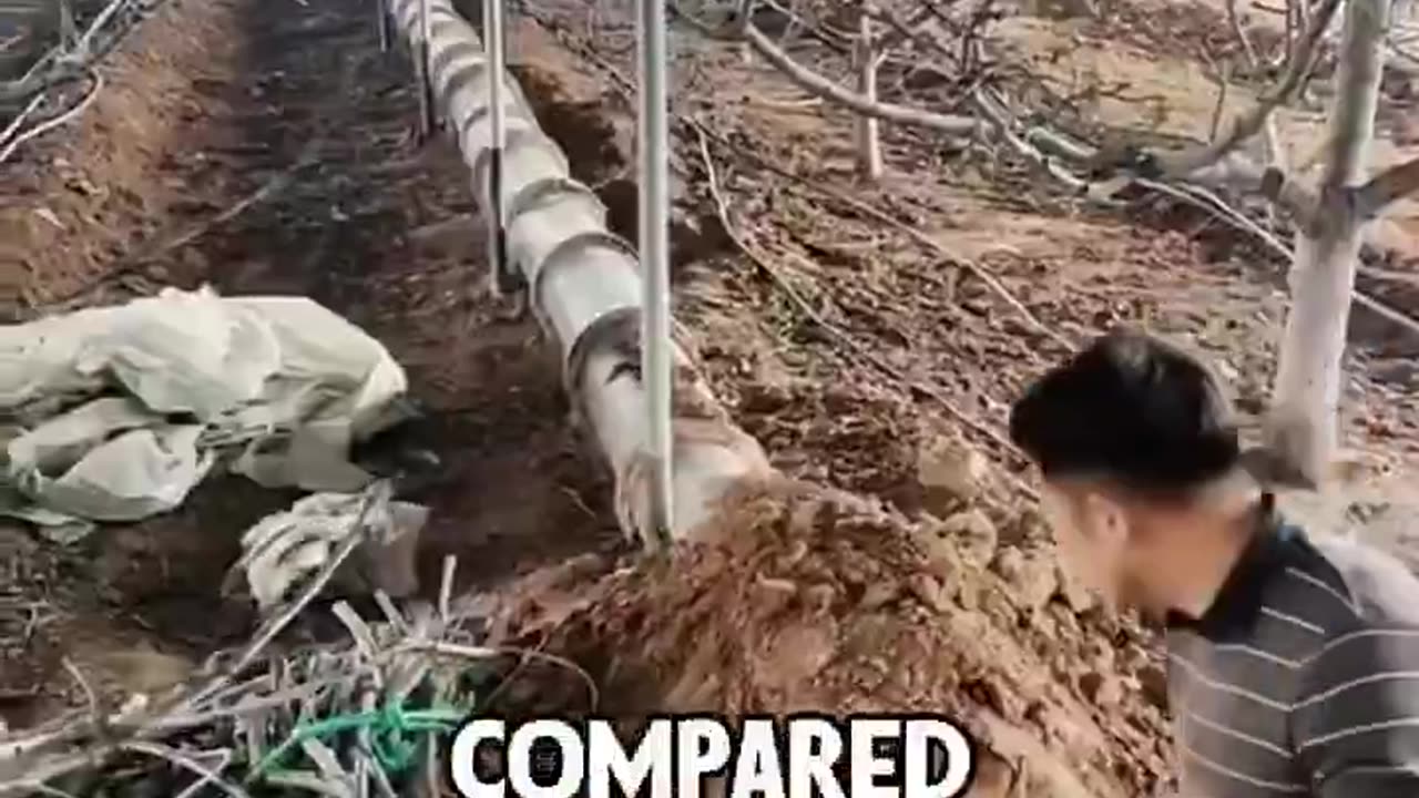 Lighting fires inside pipelines to protect their vegetables.
