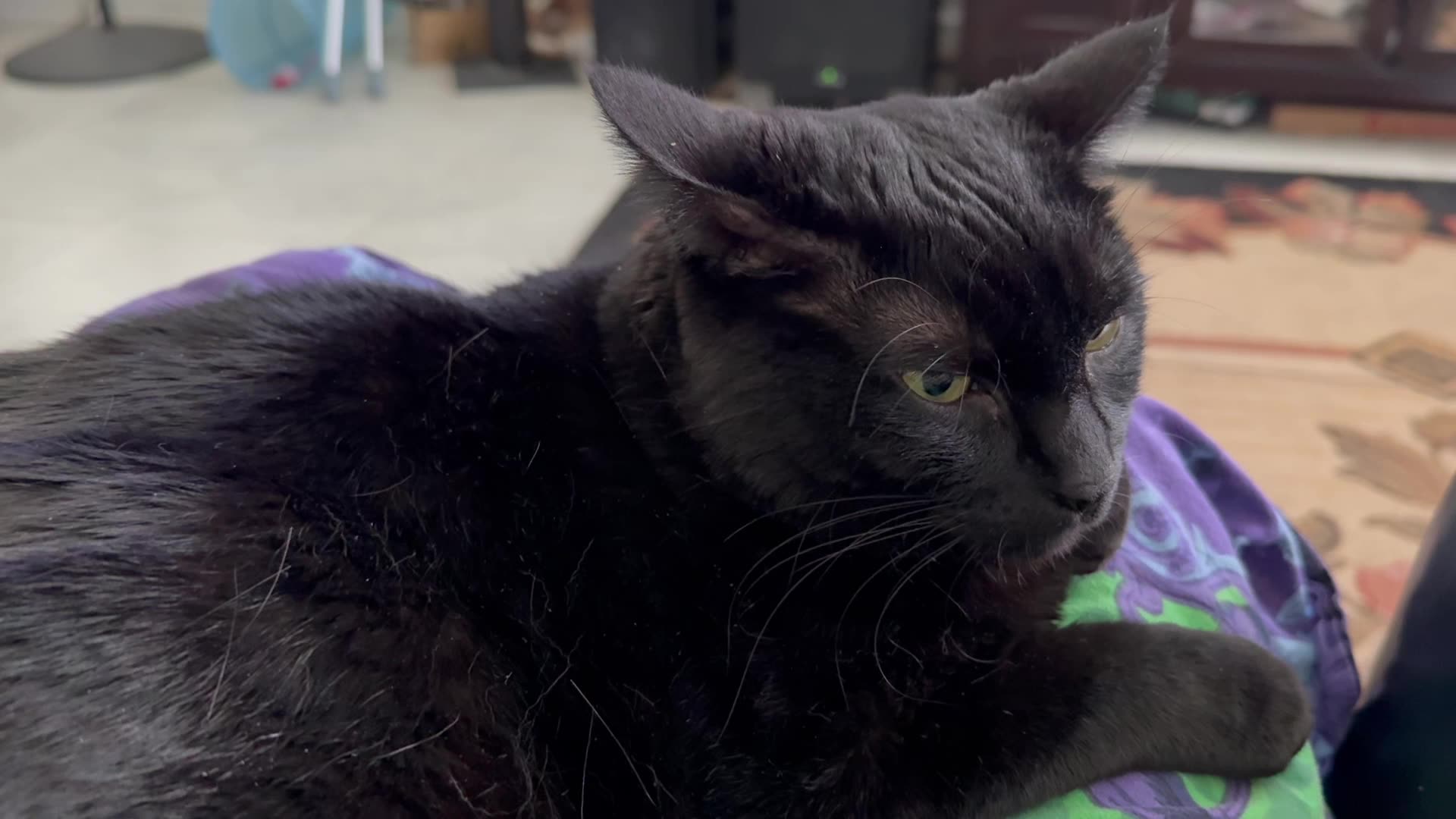 Cute Precious Piper Writes Essays - My Adopted Shelter Cat Vlog