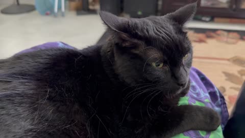 Cute Precious Piper Writes Essays - My Adopted Shelter Cat Vlog