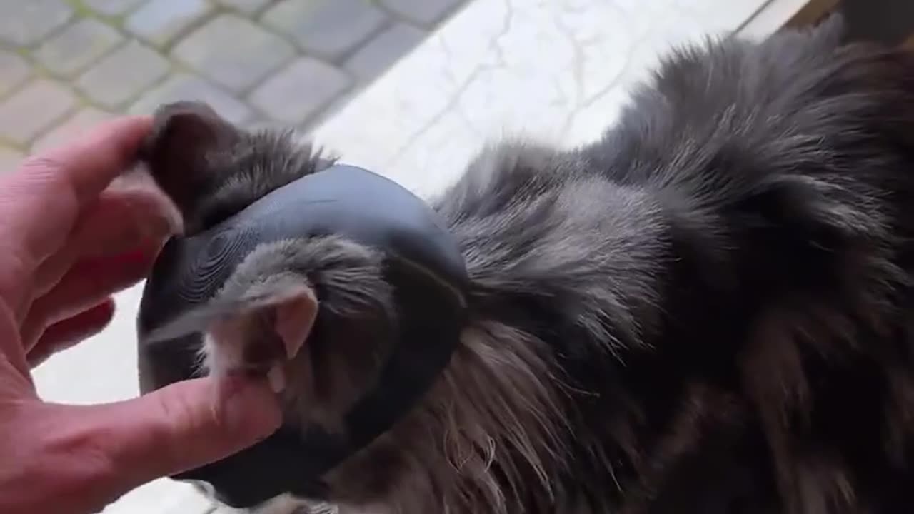 😹🐈 Epic Cat Transformation into Batman! | FunFM