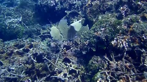 Coral reef bleaching at tipping point due to global warming