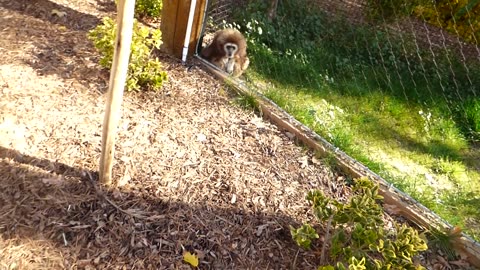 Papa and Li Bao duet