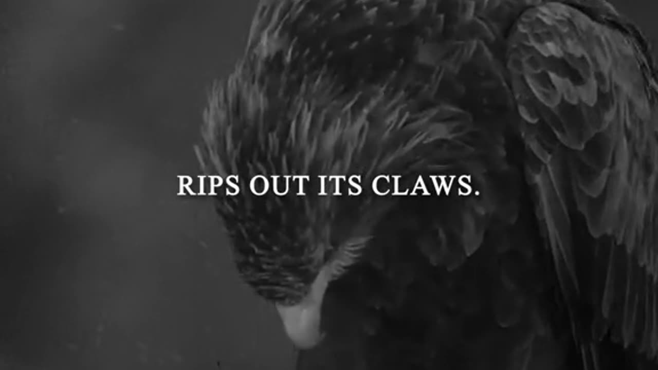 De transformatie van een adelaar