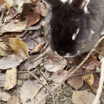 Bunny Hiding in Blankets – Cozy Cute