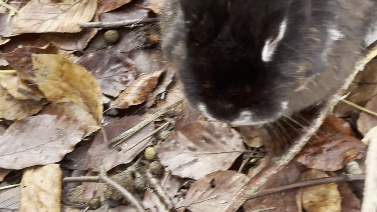 Bunny Hiding in Blankets – Cozy Cute