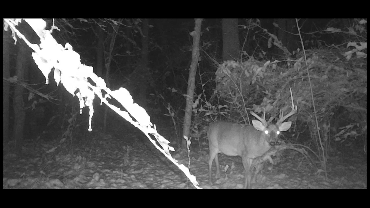 Trail Cam Tuesday. December 23rd, 2025