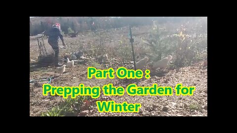 Garden Clean Up for Winter | A Treat for the Chickens....Free Range Time : )