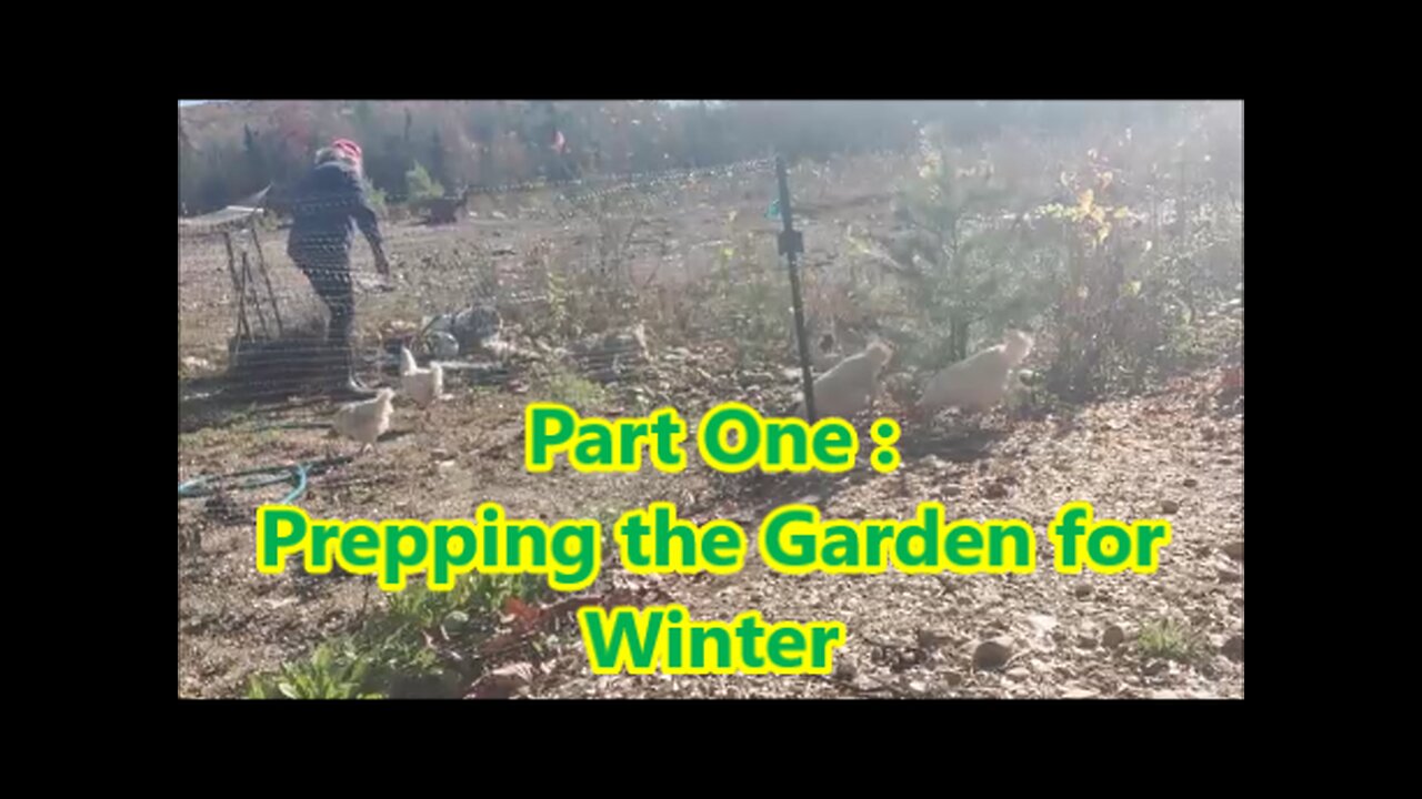 Garden Clean Up for Winter | A Treat for the Chickens....Free Range Time : )