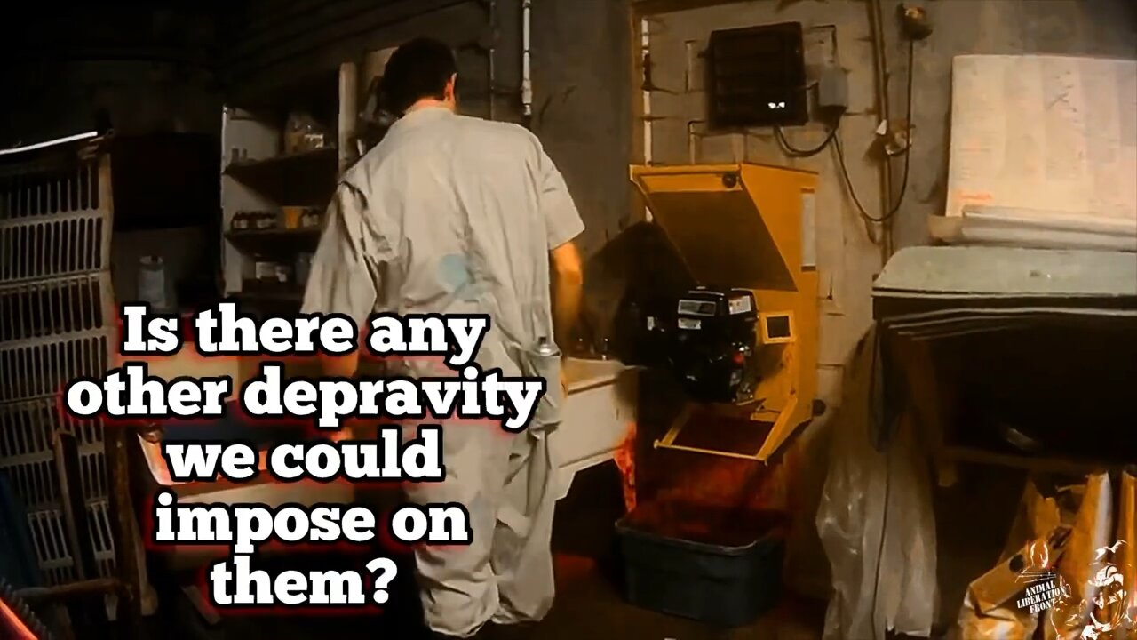 The Darkest Common Practice On Pig Farms