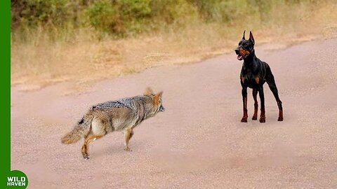 When Coyote Attacks Doberman..It paid a steep price.