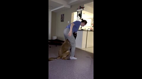 Belgian Malinois Daisy