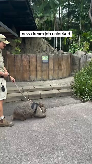 The new dream job is wombat walker.