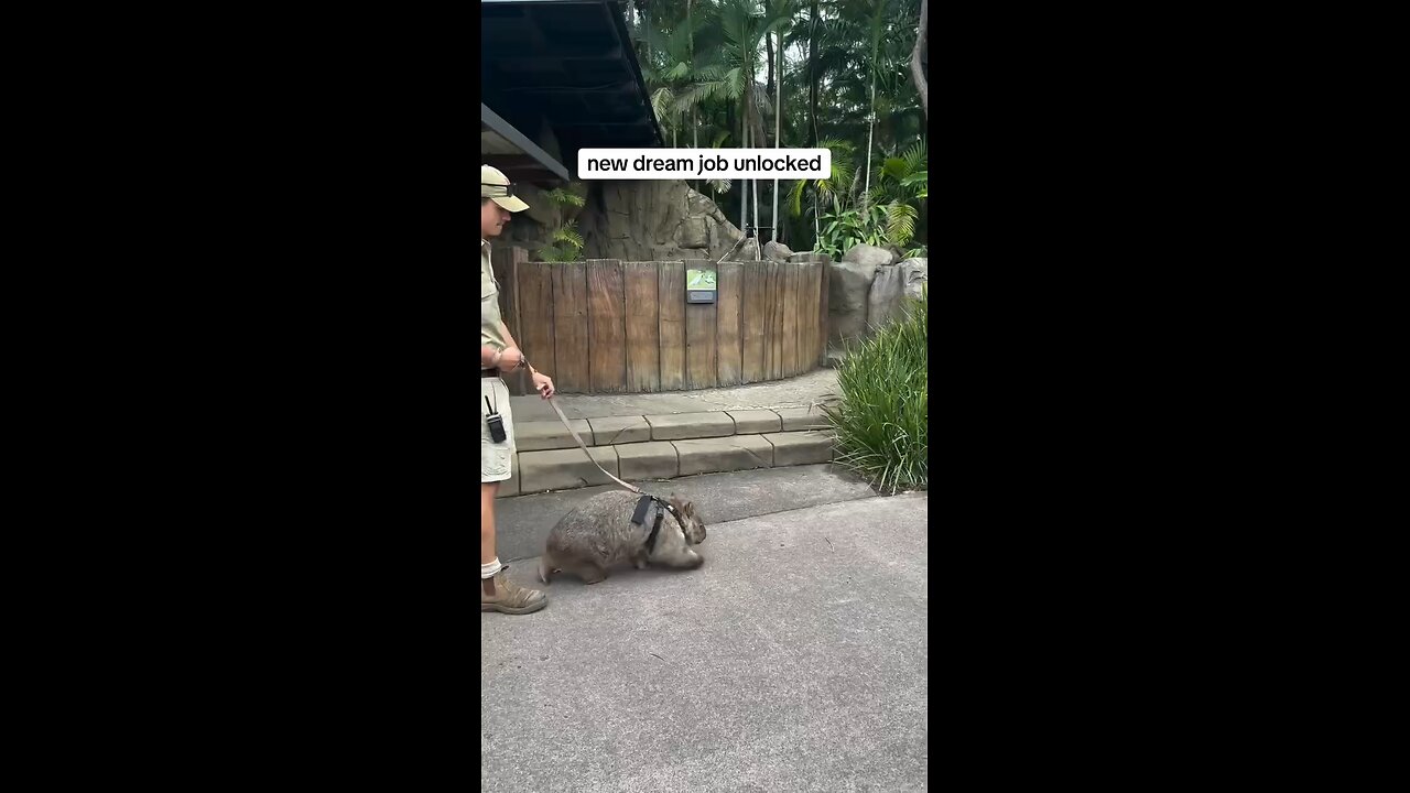 The new dream job is wombat walker.