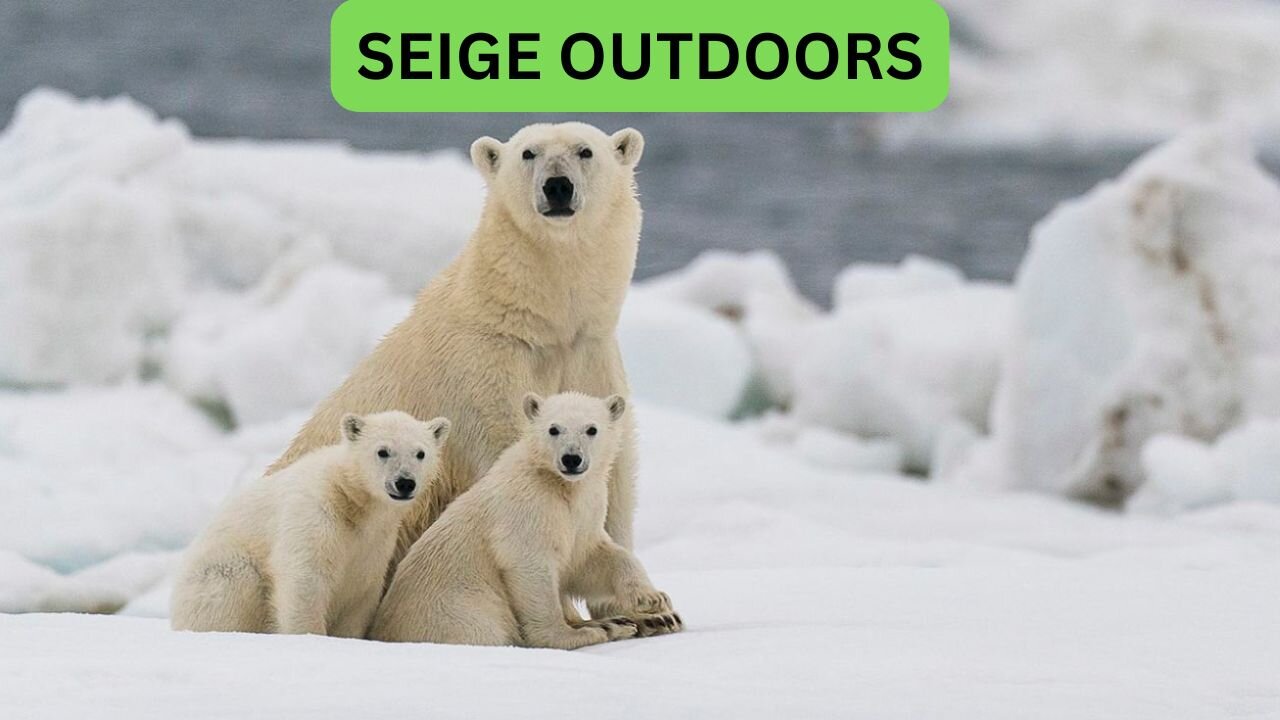 Polar Bear Live Cams!