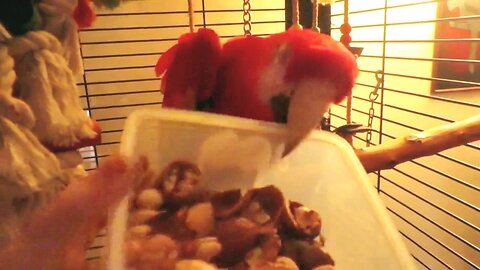 BRATTY BIRD DUMPS NUT CONTAINER!