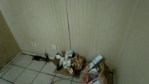 Ash St. Condition Report