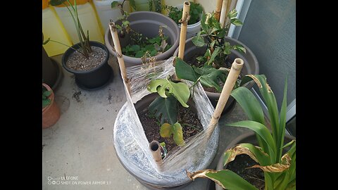 Windschutz für Pflanzen auf dem Balkon