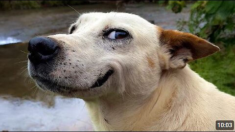 I Wanted a Dog, But God Gave Me a Comedian! 😂