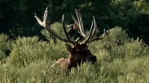 Elk Sitting in a Prairie