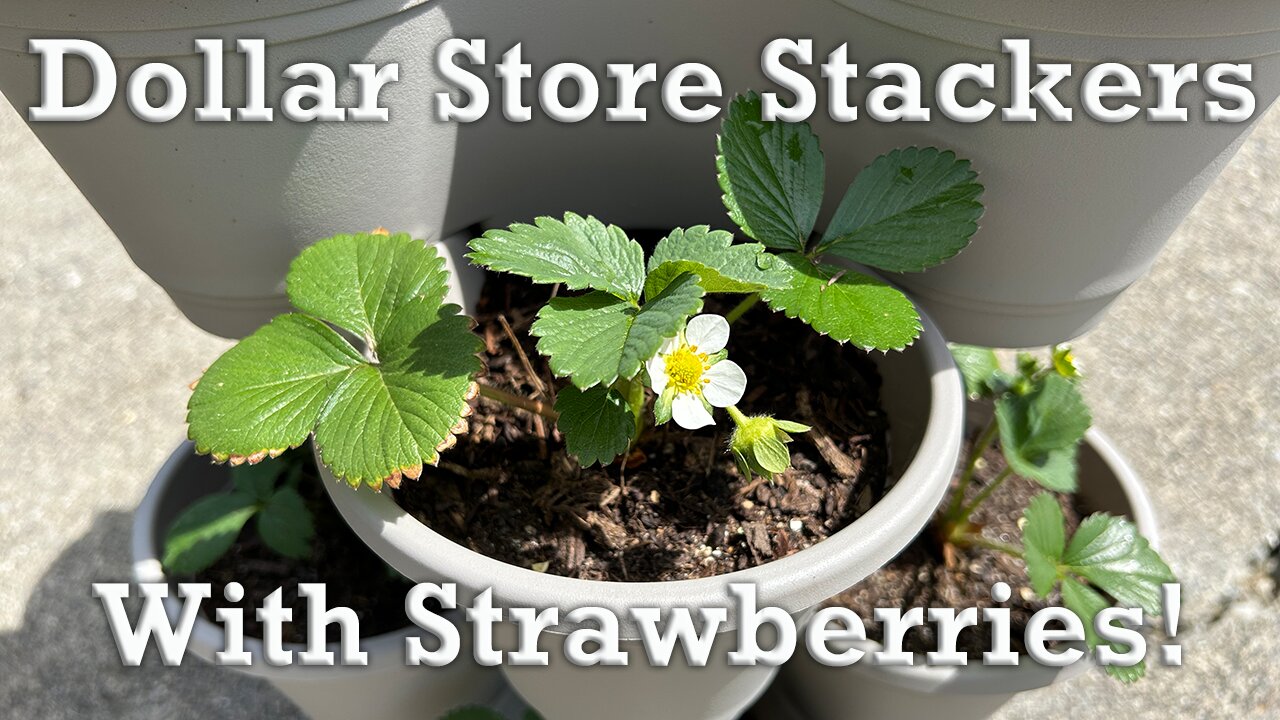 Bare Root Strawberries In Dollar Store Vertical Gardening Towers