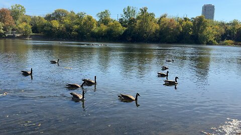Graceful Flight in the Sunshine 🌤️ | Canadian Goose & Birds