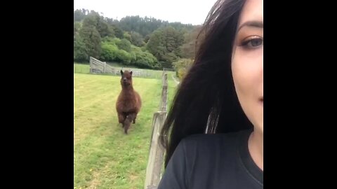 Alpaca gets excited to see his owner every time..🦙😍