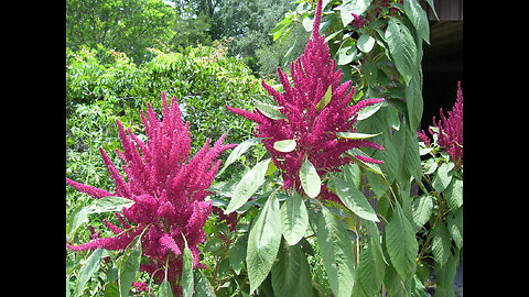 Amaranth : a seed made illegal by an empire seeking to dominate