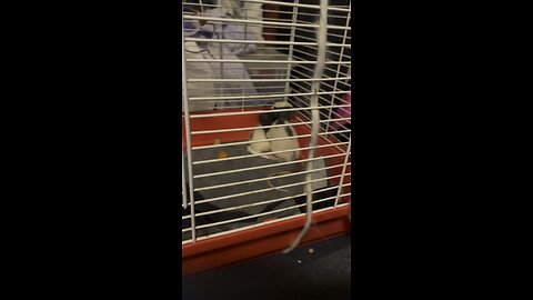 Meet Sweet Pea and Cali!!!❤️🐭❤️