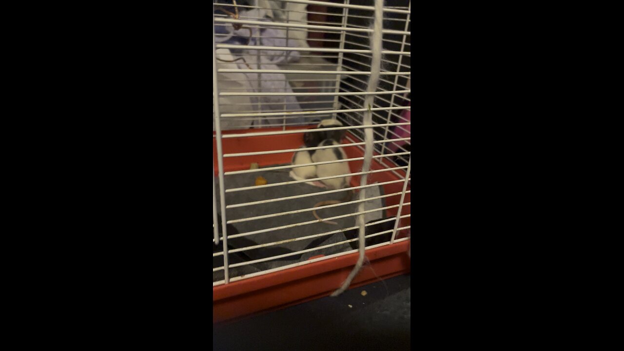 Meet Sweet Pea and Cali!!!❤️🐭❤️