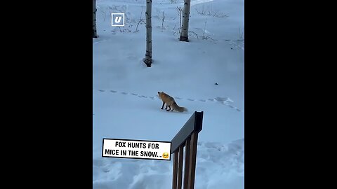 fox catching a mouse