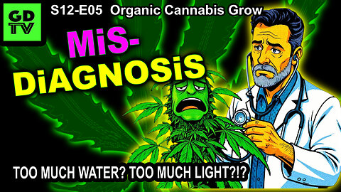 S12-E05 – Day 28 Of This Cannabis Grow – Misdiagnosis – Too Much Water Or Too Much Light?