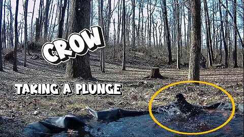 An OLD CROW takes his yearly bath in the Water Hole
