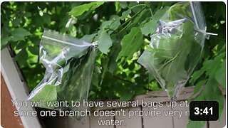 How to Collect Clean, Drinkable Water from Plants