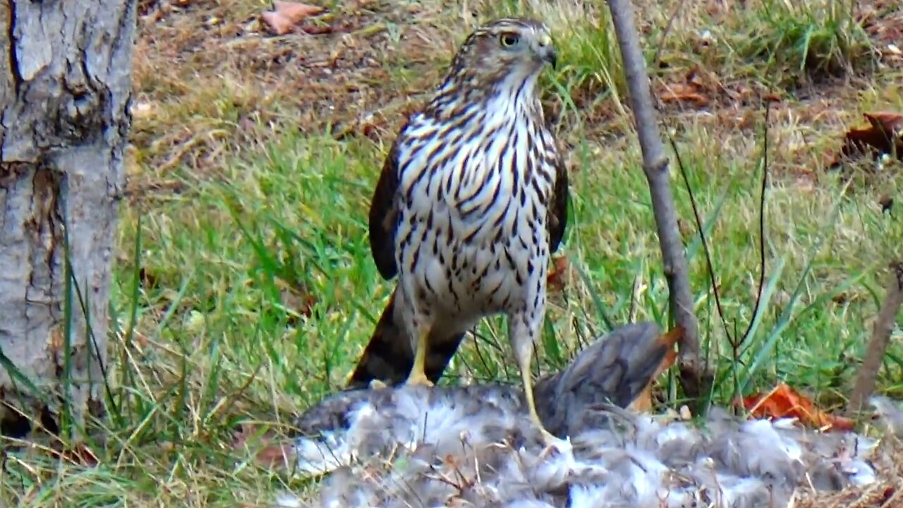 Cooper's Hawk