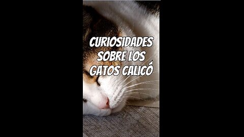 Curiosidades de los gatos calicó