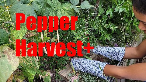 Pepper Harvest