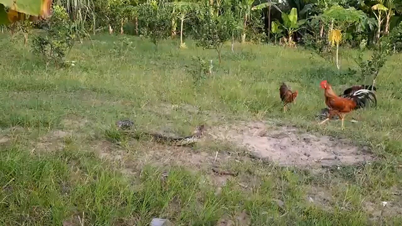 A Snake Fights Chickens!! Who Will Win!! Snake VS Chickens | l