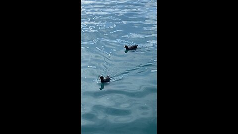 Coots is swimming #coot #swimming #shorts #viral #followme #trending #coots
