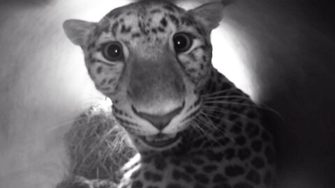 New-born Amur Leopards