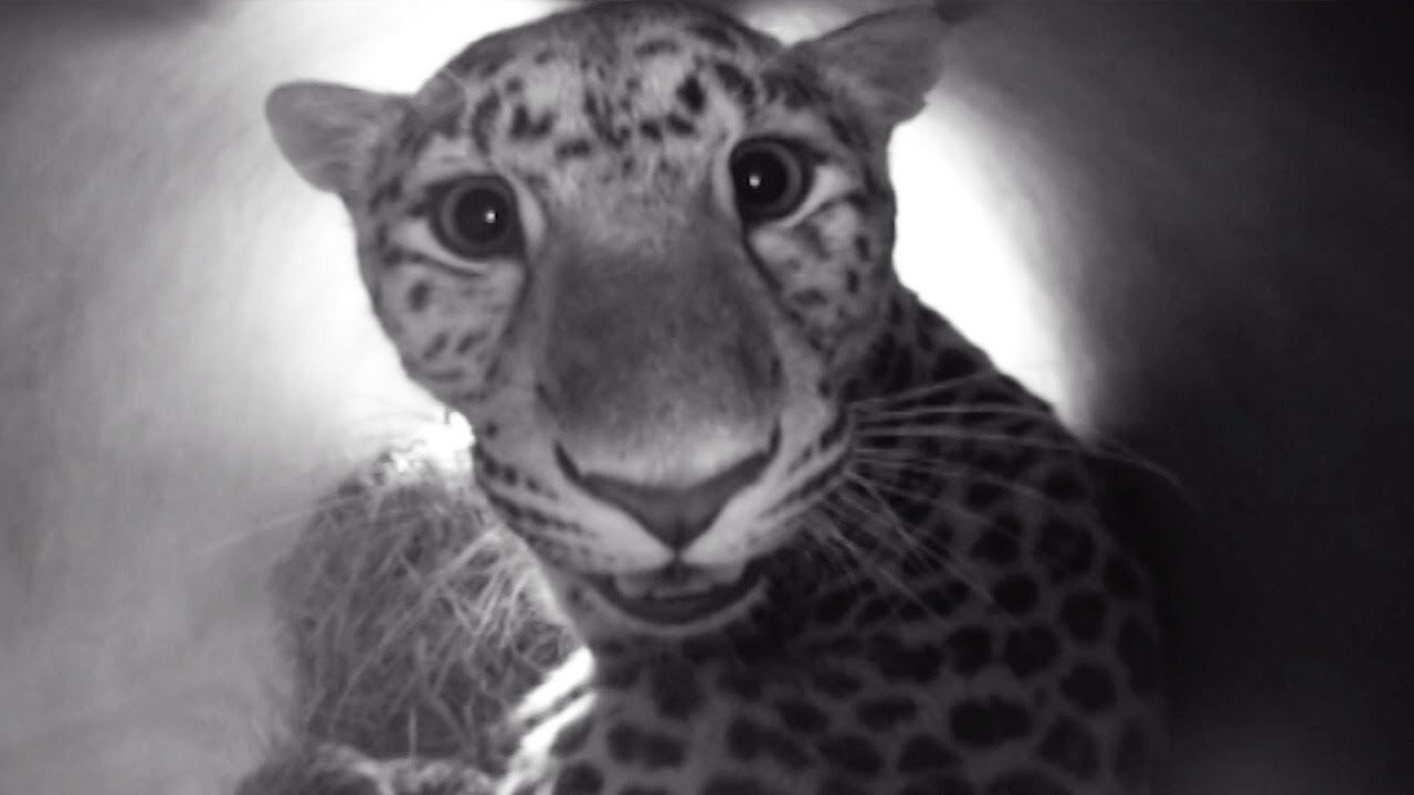 New-born Amur Leopards